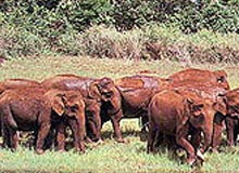 Kabini Wildlife Sanctuary